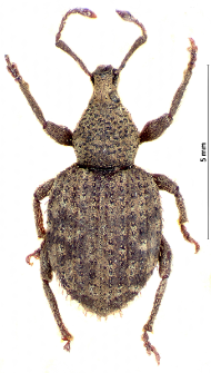 Otiorhynchus scaber (Linnaeus, 1758)