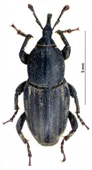 Sphenophorus striatopunctatus (J.A.E. Goeze, 1777)