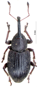 Notaris acridulus (Linnaeus, 1758)