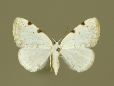 Lomographa bimaculata (Fabricius, 1775)