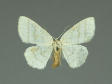 Cabera pusaria (Linnaeus, 1758)