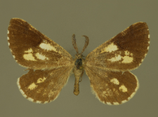 Bupalus piniaria (Linnaeus, 1758)