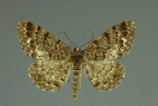 Parectropis similaria (Hufnagel, 1767)