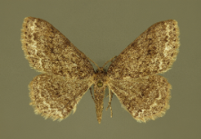 Ectropis crepuscularia (Denis & Schiffermüller, 1775)