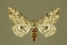 Ascotis selenaria (Denis & Schiffermüller, 1775)