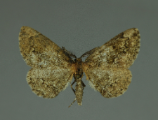 Cleorodes lichenaria (Hufnagel, 1767)