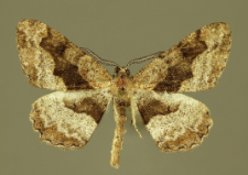 Alcis repandata (Linnaeus, 1758)