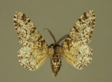 Biston betularia (Linnaeus, 1758)