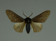 Biston betularia (Linnaeus, 1758)