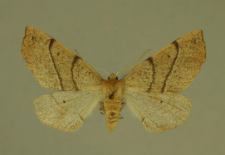 Colotois pennaria (Linnaeus, 1761)