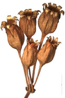 Primula elatior (L.) Grufb. var. Tatrae
