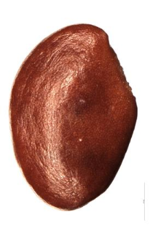 Andromeda polifolia L.