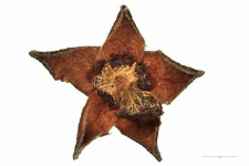 Chamaedaphne calyculata