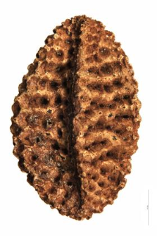 Phacelia tanacaetifolia Benth.