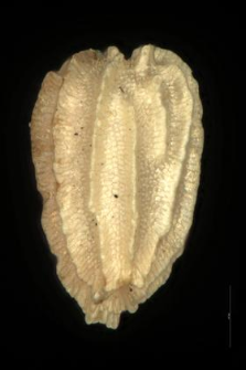 Linaria minor (L.) Desf.