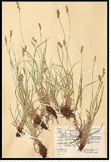 Carex pairae F. W. Schultz