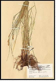 Carex paniculata L.