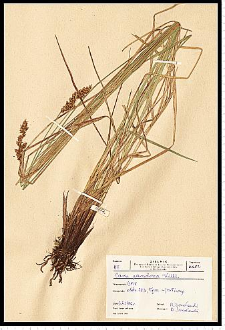 Carex appropinquata Schumach.