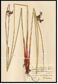 Juncus effusus L.