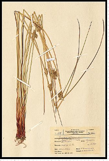 Juncus effusus L.