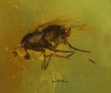 Dolichopodidae