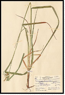 Carex pseudocyperus L.