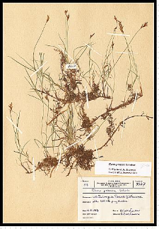 Carex praecox Schreb.