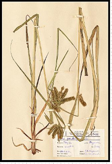 Carex pseudocyperus L.