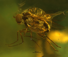 Dolichopodidae