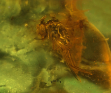 Dolichopodidae