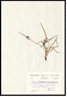Cyperus fuscus L.