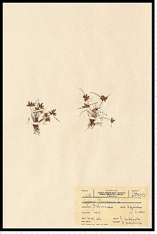 Cyperus flavescens L.