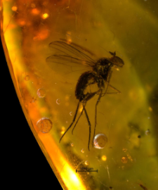 Dolichopodidae