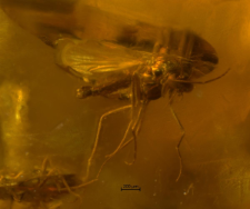 Chironomidae