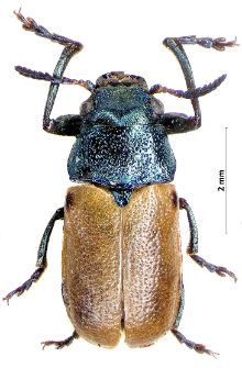 Labidostomis longimana (Linnaeus, 1760)