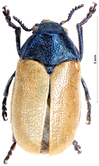 Labidostomis tridentata (Linnaeus, 1758)