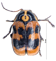 Cryptocephalus sexpunctatus (Linnaeus, 1758)