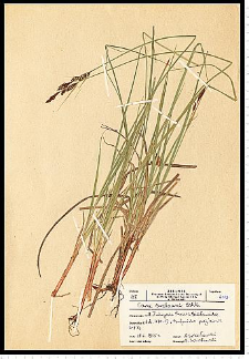 Carex buxbaumii Wahlenb.