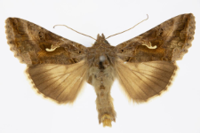 Autographa gamma