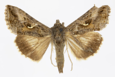 Autographa gamma