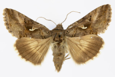 Autographa gamma