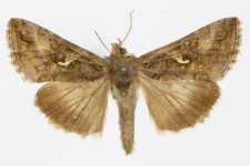 Autographa gamma