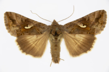 Autographa gamma