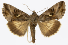 Autographa gamma