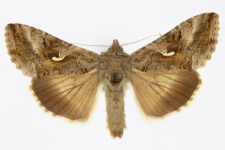 Autographa gamma