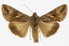 Autographa gamma