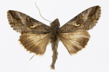 Autographa gamma