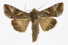 Autographa gamma