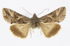 Autographa gamma