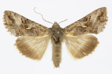 Autographa gamma